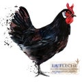 Poultry farming. Chicken breeds series. domestic farm bird Royalty Free Stock Photo