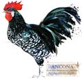 Poultry farming. Chicken breeds series. domestic farm bird watercolor illustration.