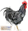 Poultry farming. Chicken breeds series. domestic farm bird Royalty Free Stock Photo