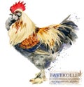 Poultry farming. Chicken breeds series. domestic farm bird