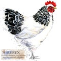 Poultry farming. Chicken breeds series. domestic farm bird Royalty Free Stock Photo