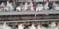 Poultry farming for eggs production