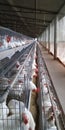 Poultry farming for eggs production