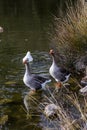 The two, large, grey gooses standing by the pond in the park close-up