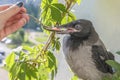 Poultry feeding. little crow eats with a spoon and tweezers. the concept of care for the offspring