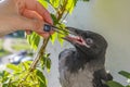 Poultry feeding. little crow eats with tweezers pieces of meat. the concept of caring for sick and injured birds