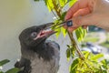 Poultry feeding. little crow eats with tweezers pieces of meat. the concept of caring for sick and injured