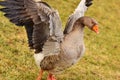 Poultry goose flaps its wings Royalty Free Stock Photo