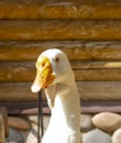 Poultry goose, head and beak close-up Royalty Free Stock Photo