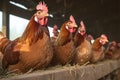 Poultry haven Chickens comfortably settled in a well organized henhouse