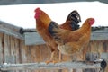 Poultry, hen and rooster