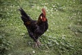 Rooster Poultry hen Royalty Free Stock Photo