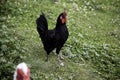Rooster Poultry hen Royalty Free Stock Photo