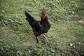 Rooster Poultry hen Royalty Free Stock Photo