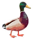 Poultry illustration, duck graphic drawing