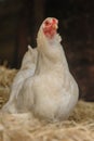 Poultry Insight