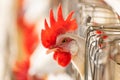 Poultry Layer Bird into the cage in farm livestock business