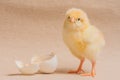 Poultry - One Day Old Chicken (Layer) Royalty Free Stock Photo