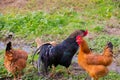 Poultry on the outside, Rooster and chickens, Royalty Free Stock Photo