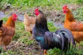 Poultry on the outside, Rooster and chickens, Royalty Free Stock Photo