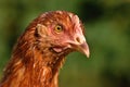 Poultry Pictured Royalty Free Stock Photo