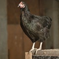 Poultry Pictured Royalty Free Stock Photo
