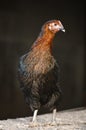 Poultry Pictured Royalty Free Stock Photo
