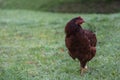 Chicken in a field of grass in Launceston Tasmania