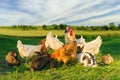 Poultry and rabbits eating together