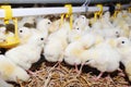 Poultry rearing farm Royalty Free Stock Photo