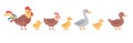 Poultry set vector illustration in cartoon style. Bird family, rooster, hen, chick, goose, gosling, duck and duckling