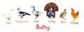 Poultry set, white domestic and south american muscovy duck, goose, turkey, quail and chicken, hand painted isolated watercolor