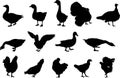 Poultry silhouettes