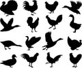 Poultry silhouettes collection Royalty Free Stock Photo
