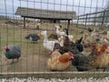 poultry behind bars: chickens, ducks and geese Royalty Free Stock Photo