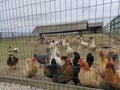 poultry behind bars: chickens, ducks and geese Royalty Free Stock Photo
