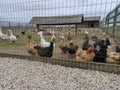 poultry behind bars: chickens, ducks and geese Royalty Free Stock Photo