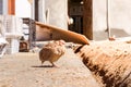 Poultry suffer from coryza snot virus