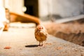 Poultry suffer from coryza snot virus