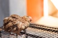 Poultry suffer from coryza snot virus