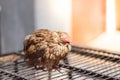 Poultry suffer from coryza snot virus