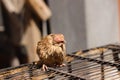 Poultry suffer from coryza snot virus