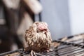 Poultry suffer from coryza snot virus