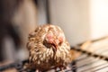 Poultry suffer from coryza snot virus Royalty Free Stock Photo