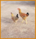 Poultry Royalty Free Stock Photo
