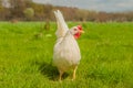 Poultry - White Layer (Free Range)