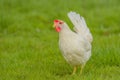 Poultry - White Layer (Free Range)