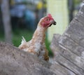 Poultry-yard 1