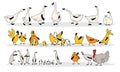 Poultry yard. A fun set of vector drawings. Chickens, roosters, chickens, geese, ducks, turkeys in cartoon style