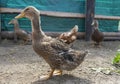 Poultry yard. Geese and chickens on a plot in the village. private household